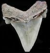 Giant, Angustidens Tooth - Megalodon Ancestor #32966-2